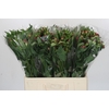 Alstroemeria Selection Red