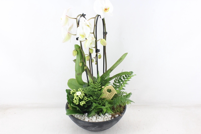 <h4>arr2 PL - Ebbischaal x2 phal. wit</h4>