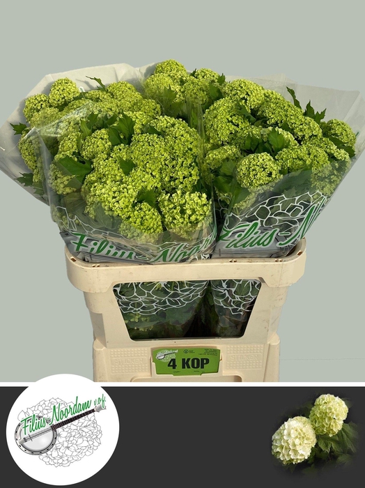 <h4>Viburnum Greenhouse 4 Kop Filius</h4>