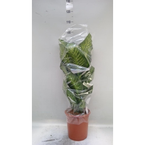 Dieffenbachia seg. 'Maroba'