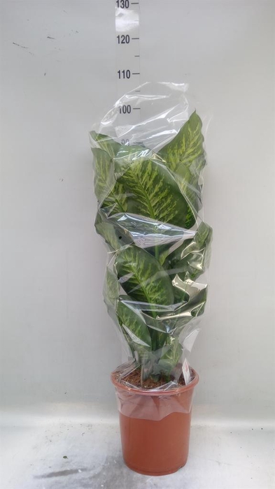 <h4>Dieffenbachia seg. 'Maroba'</h4>