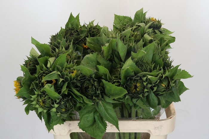 <h4>HELI ORANGE FIRE</h4>