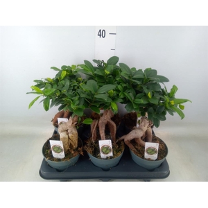 Ficus microcarpa 'Ginseng'