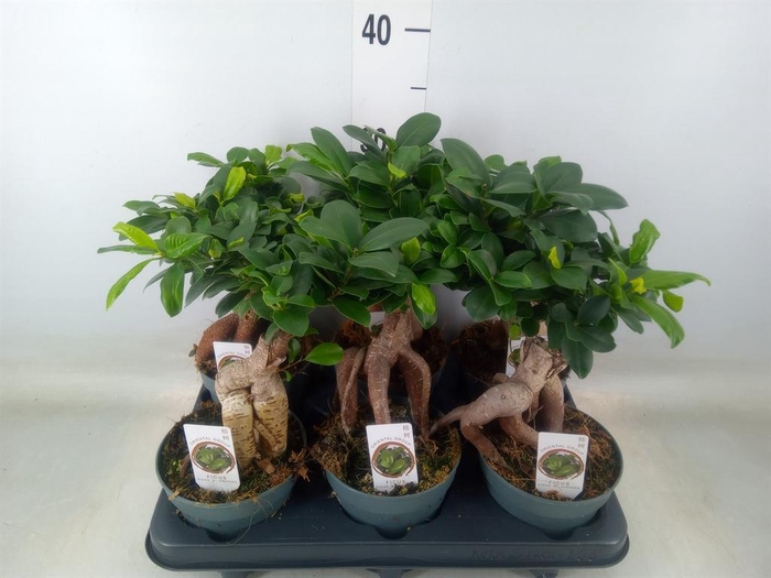 <h4>Ficus microcarpa 'Ginseng'</h4>