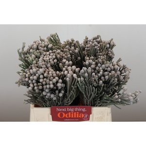 Kaaps Groen Silver Brunia