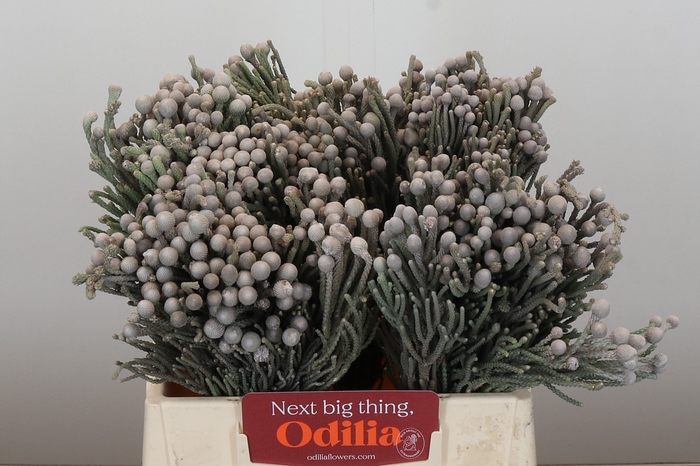 Kaaps Groen Silver Brunia