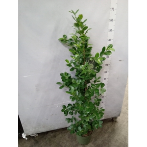 Ficus microcarpa 'Moclame'