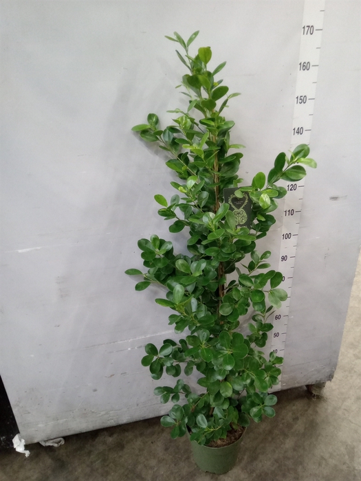 <h4>Ficus microcarpa 'Moclame'</h4>