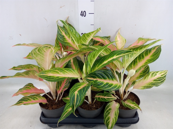 <h4>Aglaonema   ...</h4>