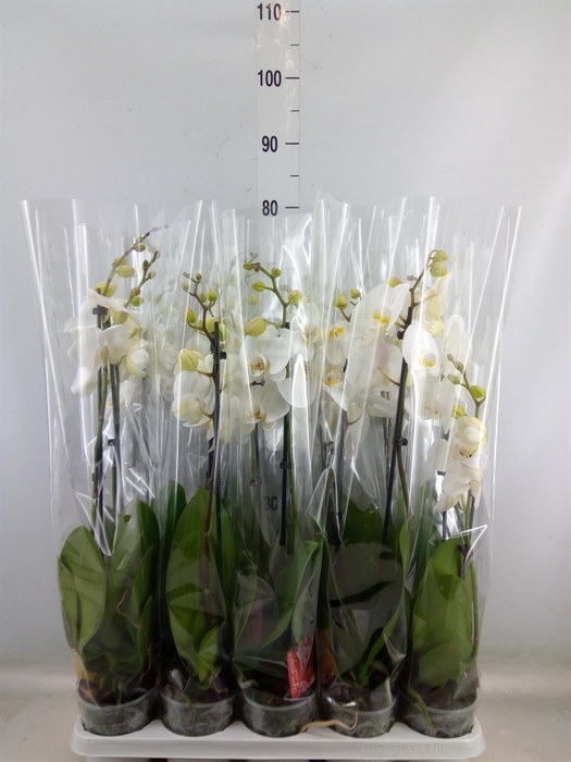 <h4>Phalaenopsis   ...white</h4>