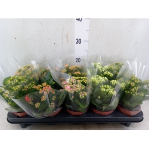 Kalanchoe blos.   ..rosebud mix  5