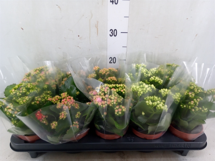 <h4>Kalanchoe blos.   ..rosebud mix  5</h4>