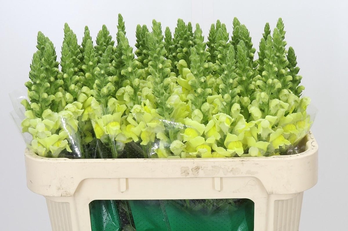 <h4>Antirrhinum Opus Yellow</h4>