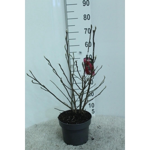 Magnolia 'Susan' P23 potgekweekt
