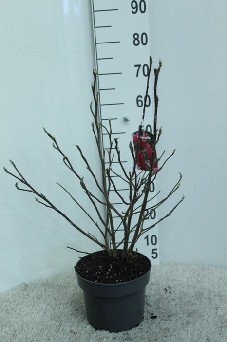<h4>Magnolia 'Susan' P23 potgekweekt</h4>