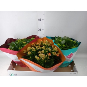 Kalanchoe blos.   ..mix 4