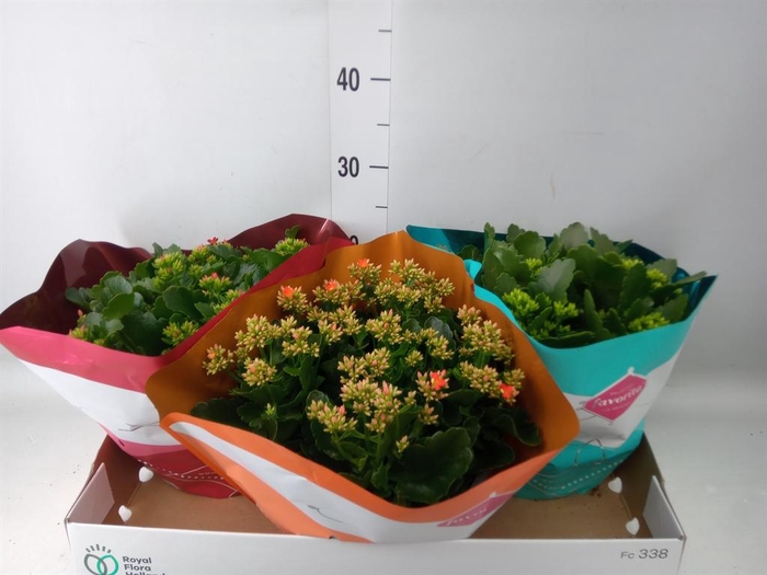 <h4>Kalanchoe blos.   ..mix 4</h4>