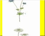 AF Scabiosa x3 L63cm Blue