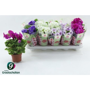 PRIM OB SWEETK A GEM