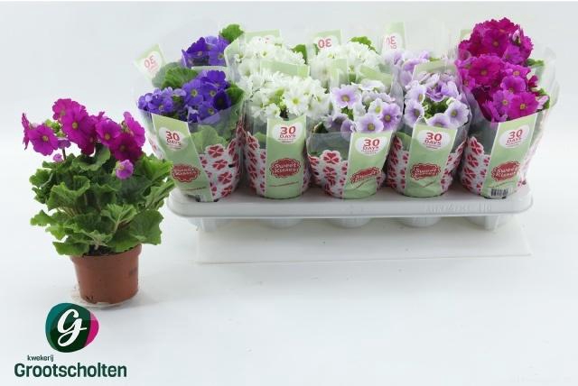 <h4>PRIM OB SWEETK A GEM</h4>