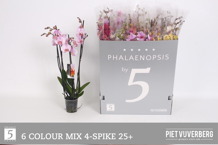 <h4>PHAL GEM 6 KL</h4>