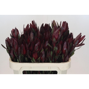 Leucadendron Saf Sunset Dark R.Spray