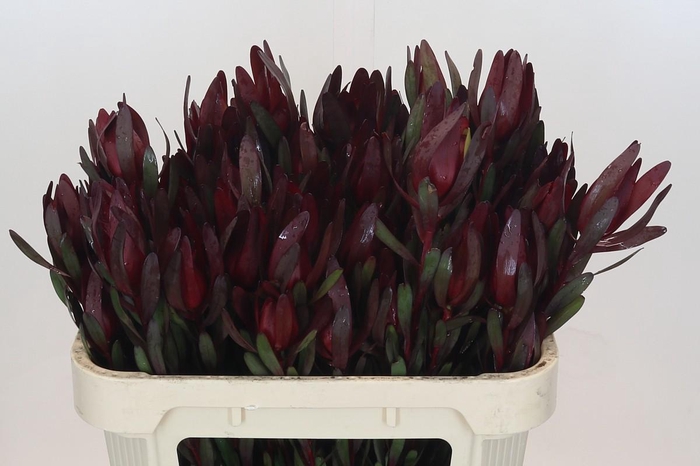 <h4>Leucadendron Saf Sunset Dark R.Spray</h4>