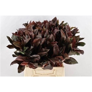 CORDYLINE PURPLE COM