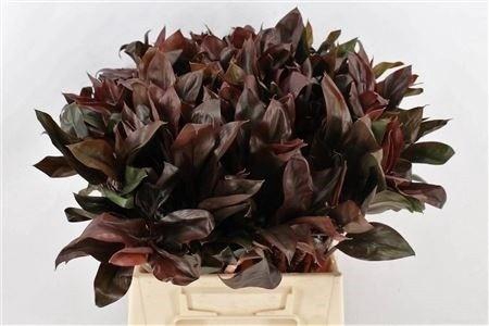 <h4>CORDYLINE PURPLE COM</h4>