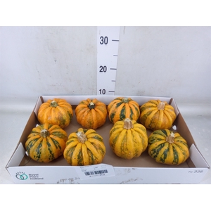 Cucurbita pepo 'Kamo-Kamo'