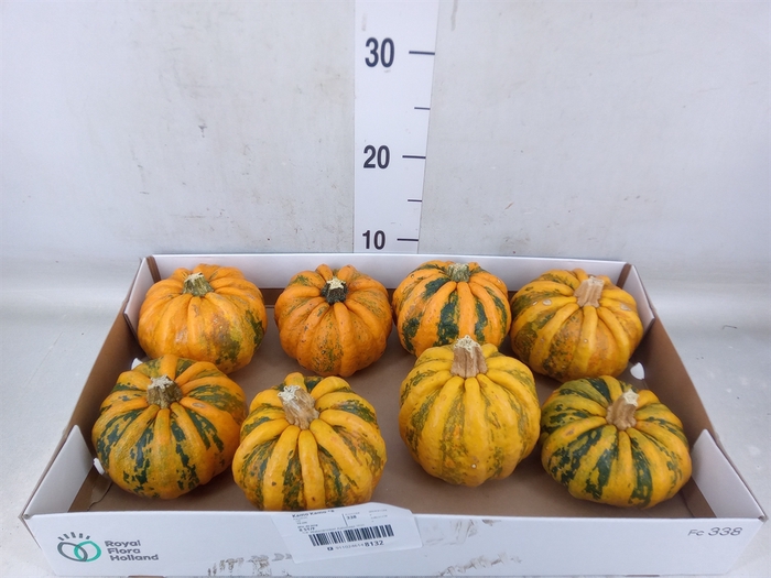 <h4>Cucurbita pepo 'Kamo-Kamo'</h4>