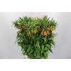 Fritillaria Imperialis