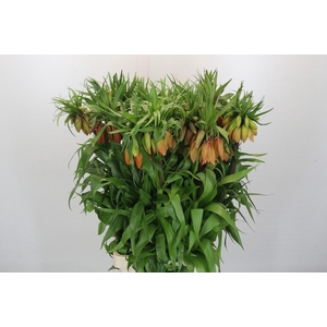 Fritillaria Imperialis