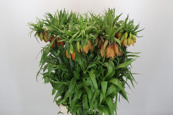 Fritillaria Imperialis