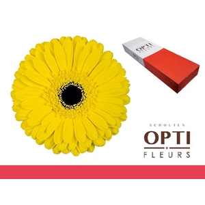 Gerbera Don Leo Doos