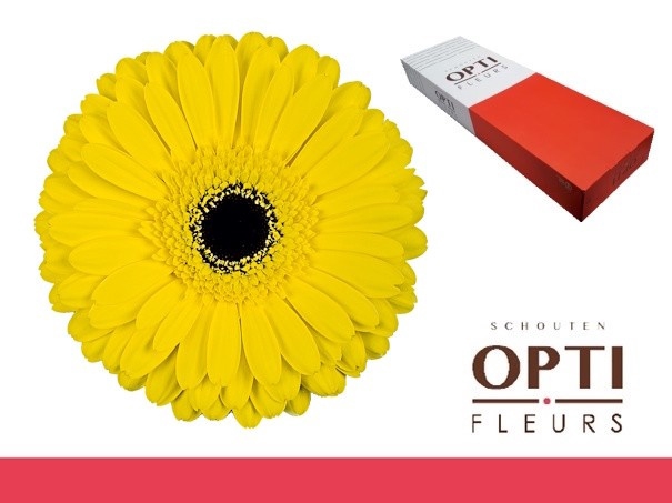 <h4>Gerbera Don Leo Doos</h4>