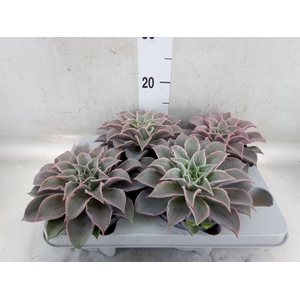 Echeveria   ...