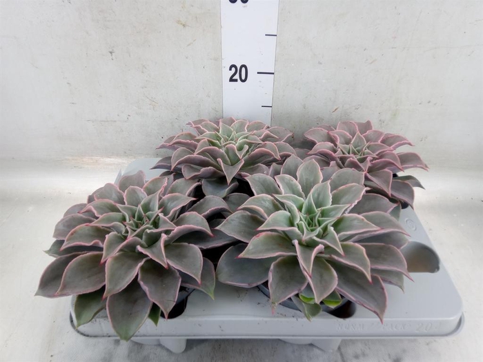 <h4>Echeveria   ...</h4>