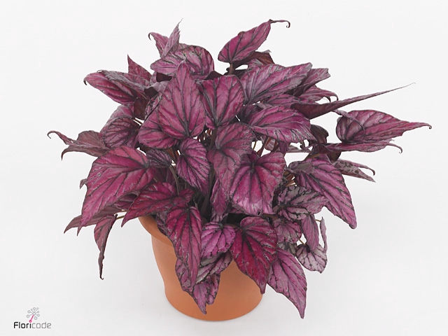 Begonia BD 'MagicColours H McLauch'