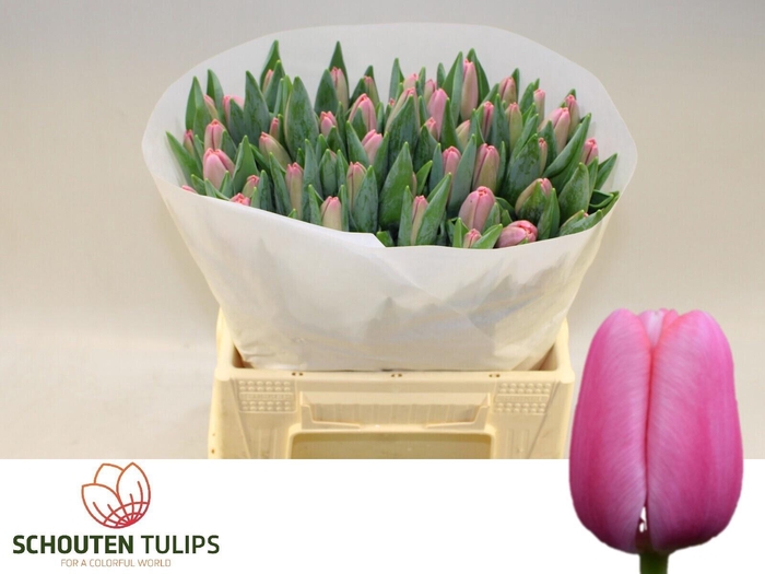 <h4>Tu En Tresor</h4>