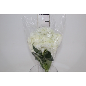 HORTENSIA BRANCA 050 CM