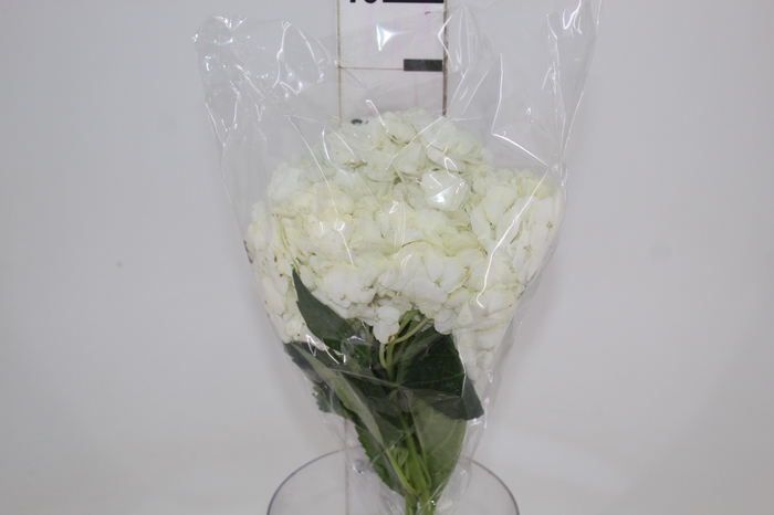 <h4>HORTENSIA BRANCA 050 CM</h4>