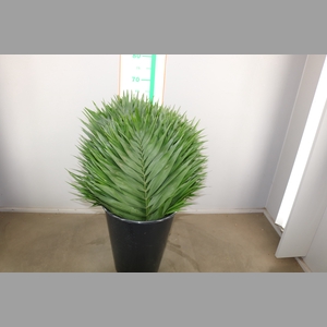 PALMBLAD