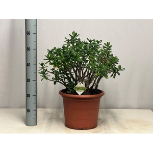 CRASS OVATA