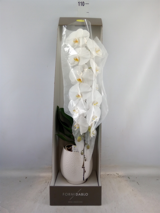 <h4>Phalaenopsis   ...white</h4>