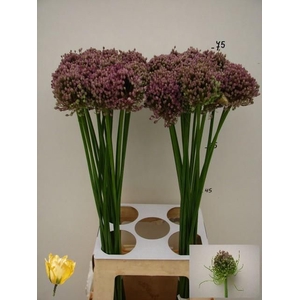 ALLIUM HAIRY FRIEND