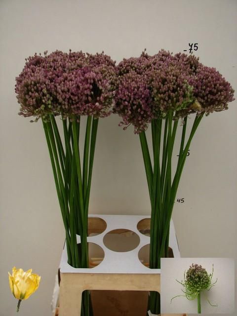 <h4>ALLIUM HAIRY FRIEND</h4>