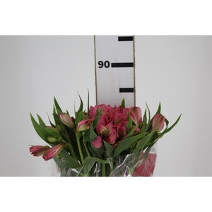 ALSTROEMERIA TOURMALINE 080 CM ROSA