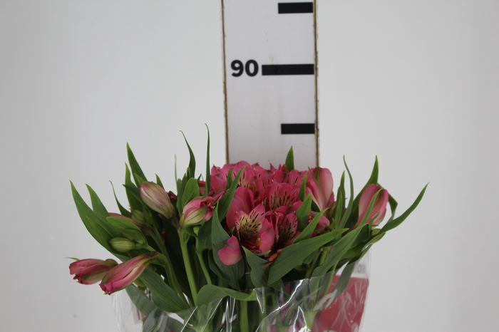 <h4>ALSTROEMERIA TOURMALINE 080 CM ROSA</h4>