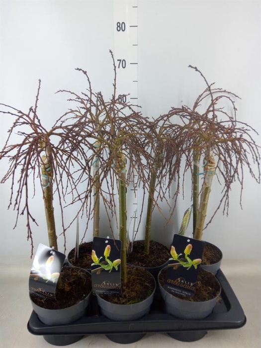 <h4>Salix arbuscula</h4>